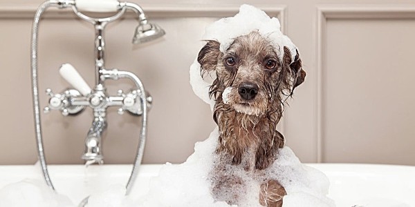 宠物沐浴露生产厂家提醒：宠物洗澡注意事项！
